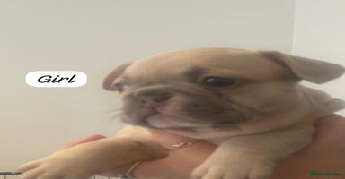 French Bulldog dogs - Advert 8