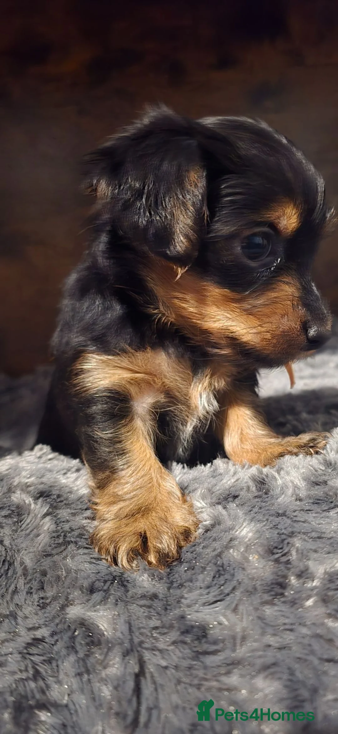 Yorkshire Terrier dogs for sale: Yorkshire Terrier pups ready 24th June  - Advert 2