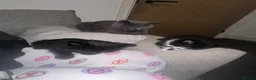 Mixed Breed cats for sale: British Shorthair Cross Kittens - Advert 9