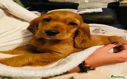 Cocker Spaniel dogs for sale: Gorgeously adorable Show Cocker Spaniels - Advert 31