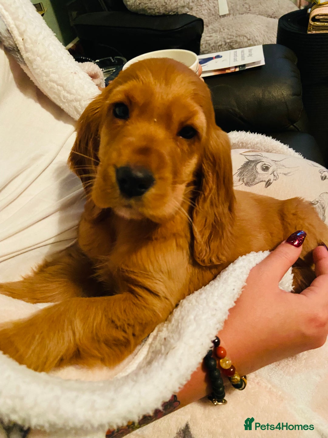 Cocker Spaniel dogs for sale: Gorgeously adorable Show Cocker Spaniels - Advert 31