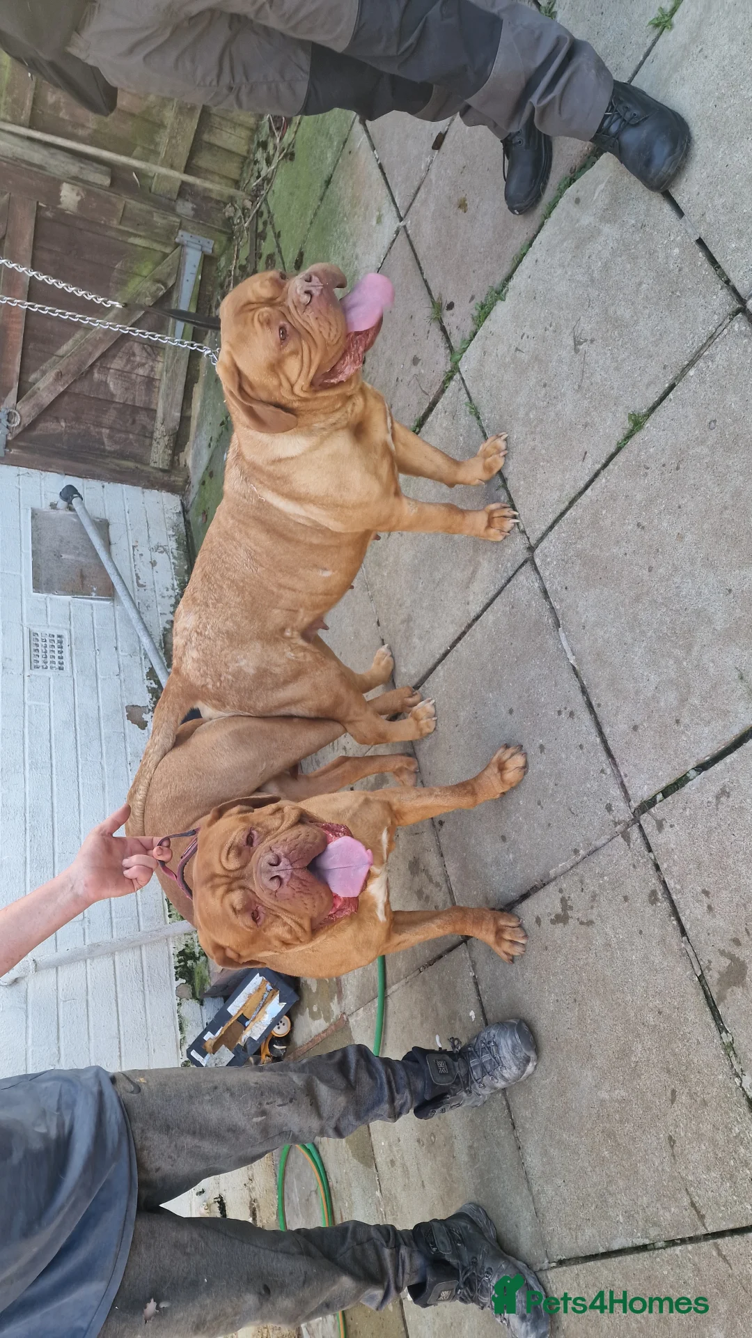 Dogue De Bordeaux dogs for stud: Ddb stud in Wirral - Advert 2