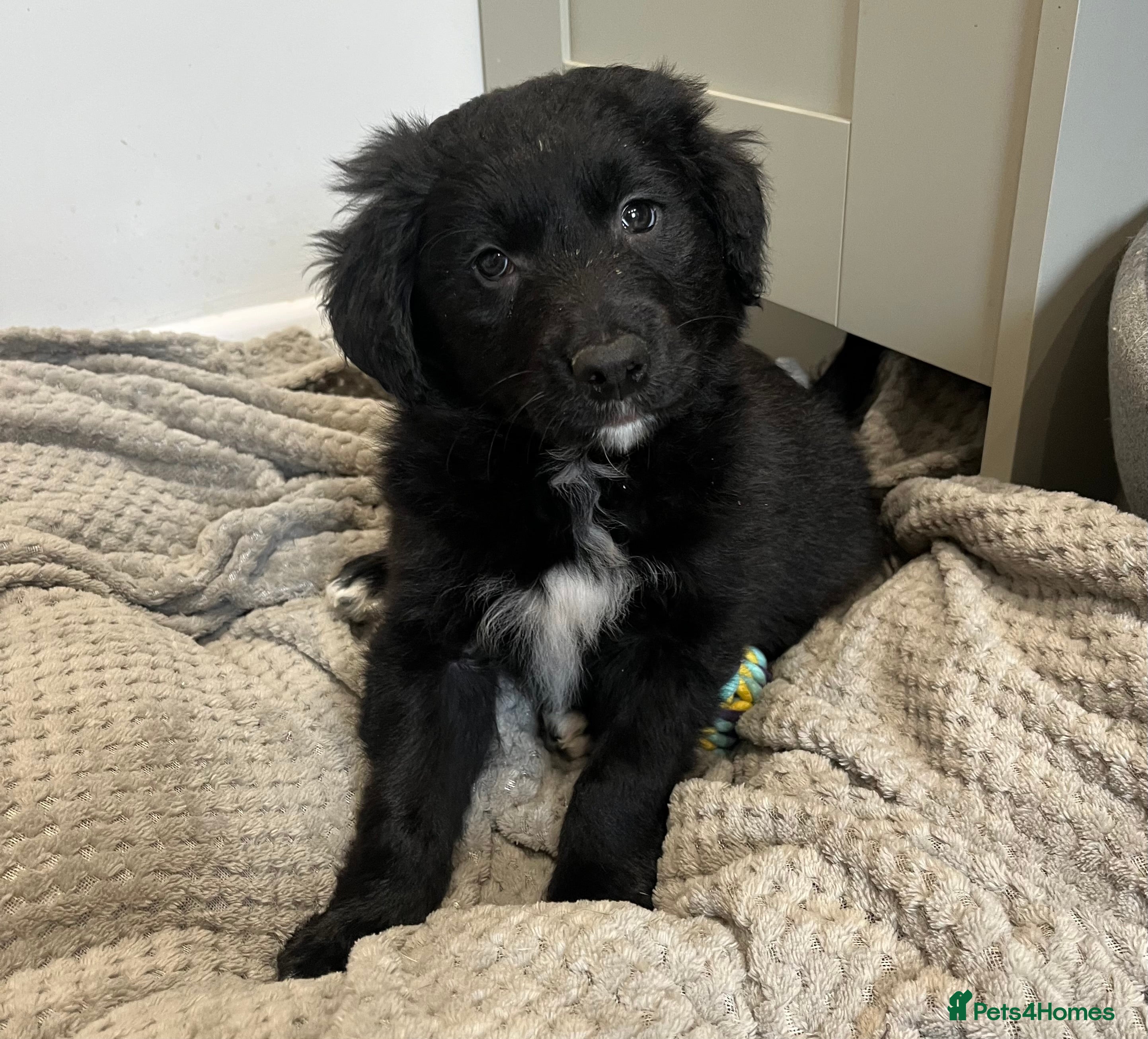 Golden Retriever dogs Unique Golden Retriever x Border Collies Pups - Advert 5