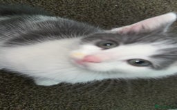 British Shorthair cats for sale: 2 kittens for sale  - Image 6
