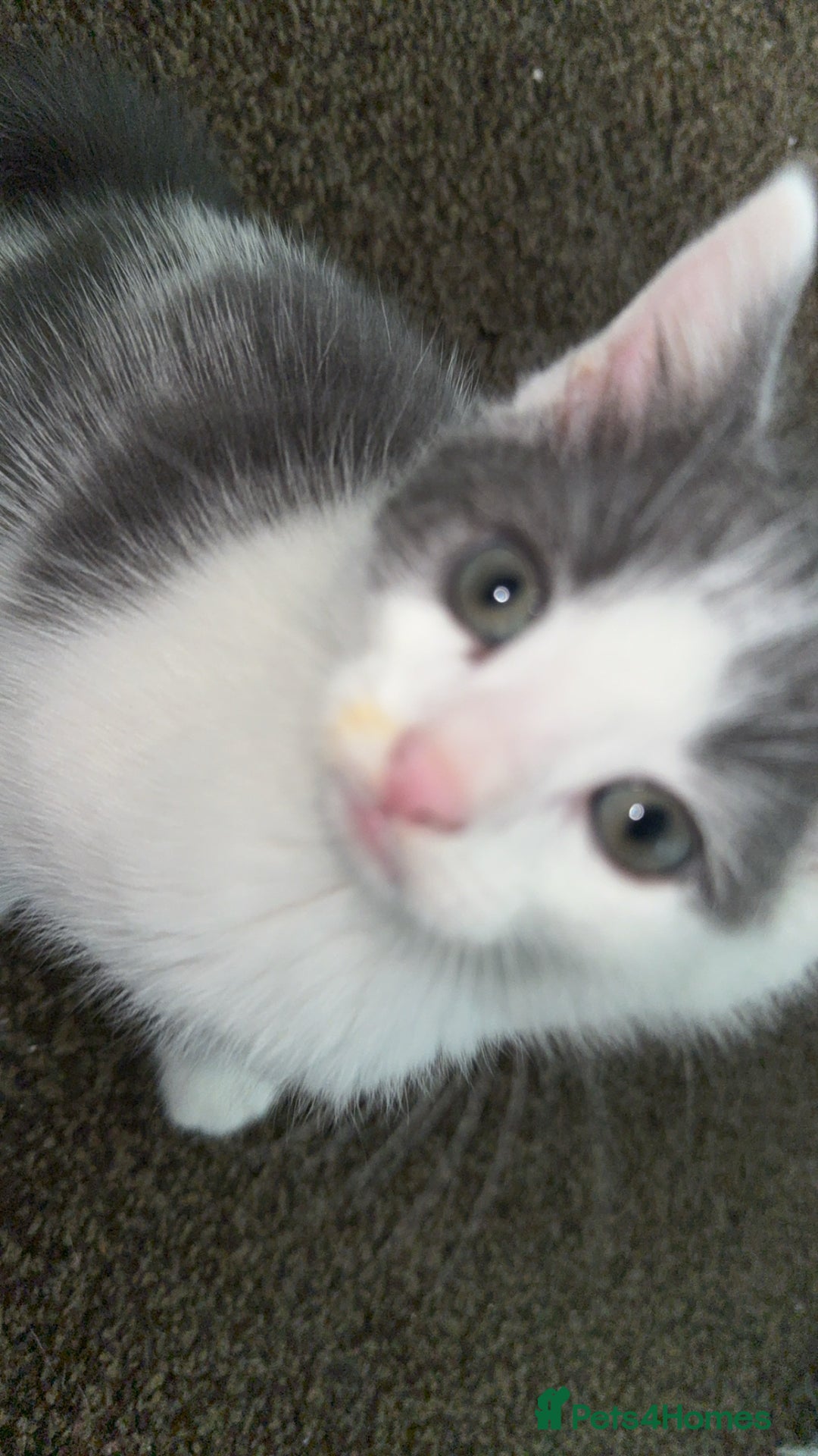 British Shorthair cats for sale: 2 kittens for sale  - Image 6