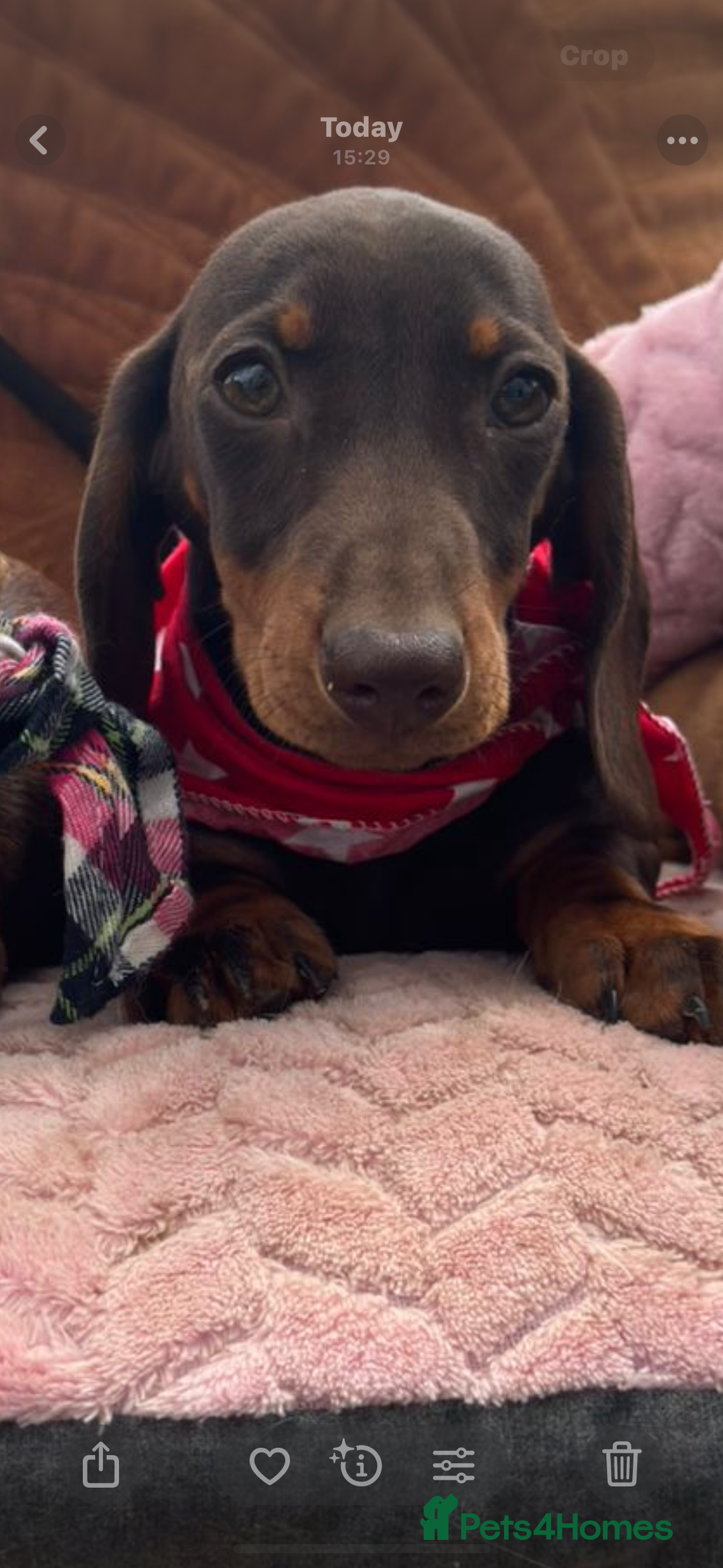 Miniature Dachshund dogs for sale: BEAUTIFUL KC REG & PRA CLEAR MINIS - 0% inbreeding - Image 31