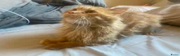 Maine Coon cats for stud: 🔥 **ADMOOSL COMET — AT STUD** 🔥 TICA ACTIVE  - Advert 4
