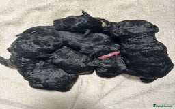 Kerry Blue Terrier dogs for sale: KC registered Kerry blue puppies - Image 5