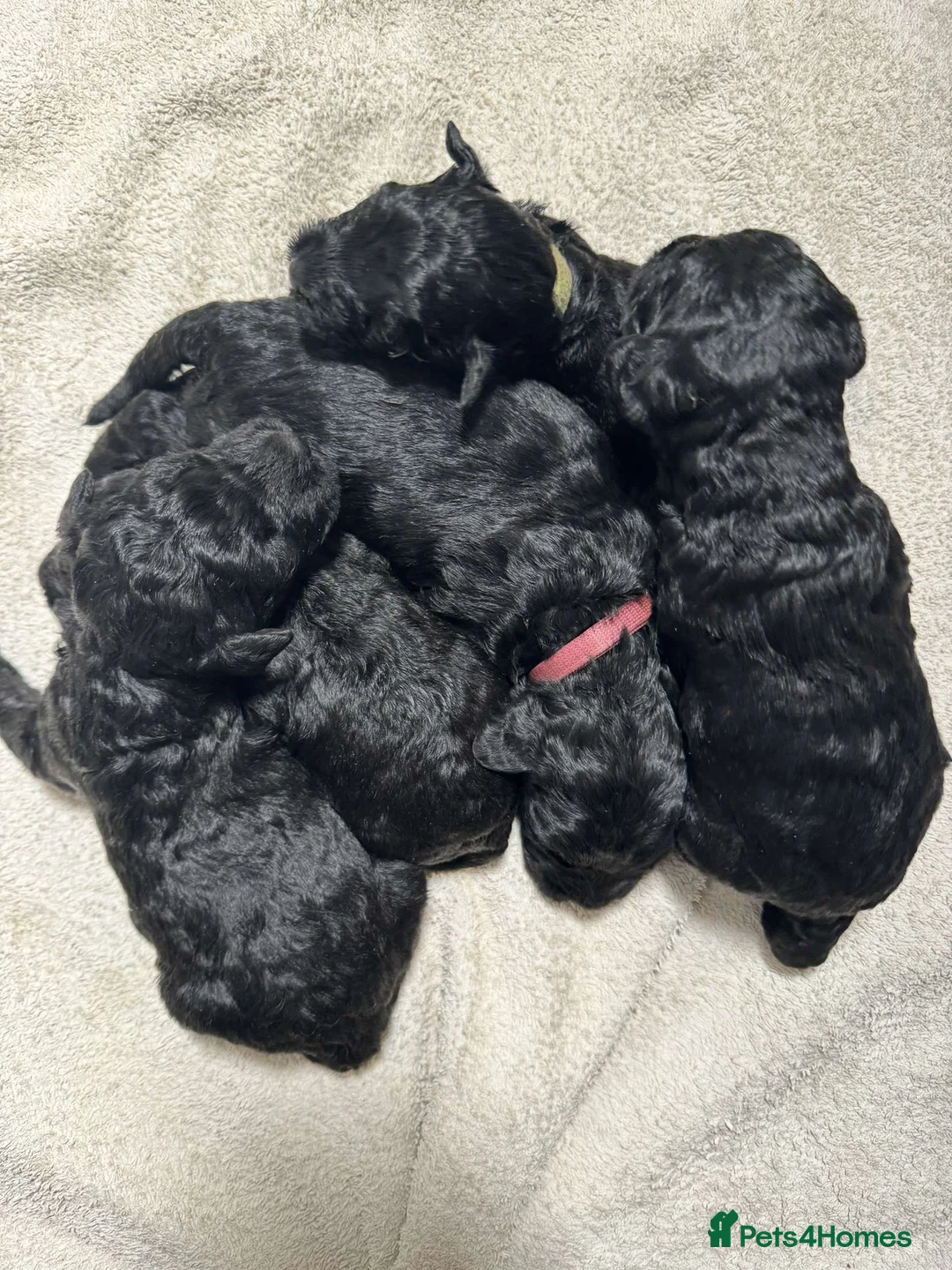 Kerry Blue Terrier dogs for sale: KC registered Kerry blue puppies - Advert 8