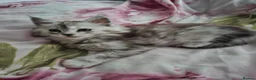 Maine Coon cats for sale: Maine Coon Kittens looking for new loving home in Birmingham - Advert 12
