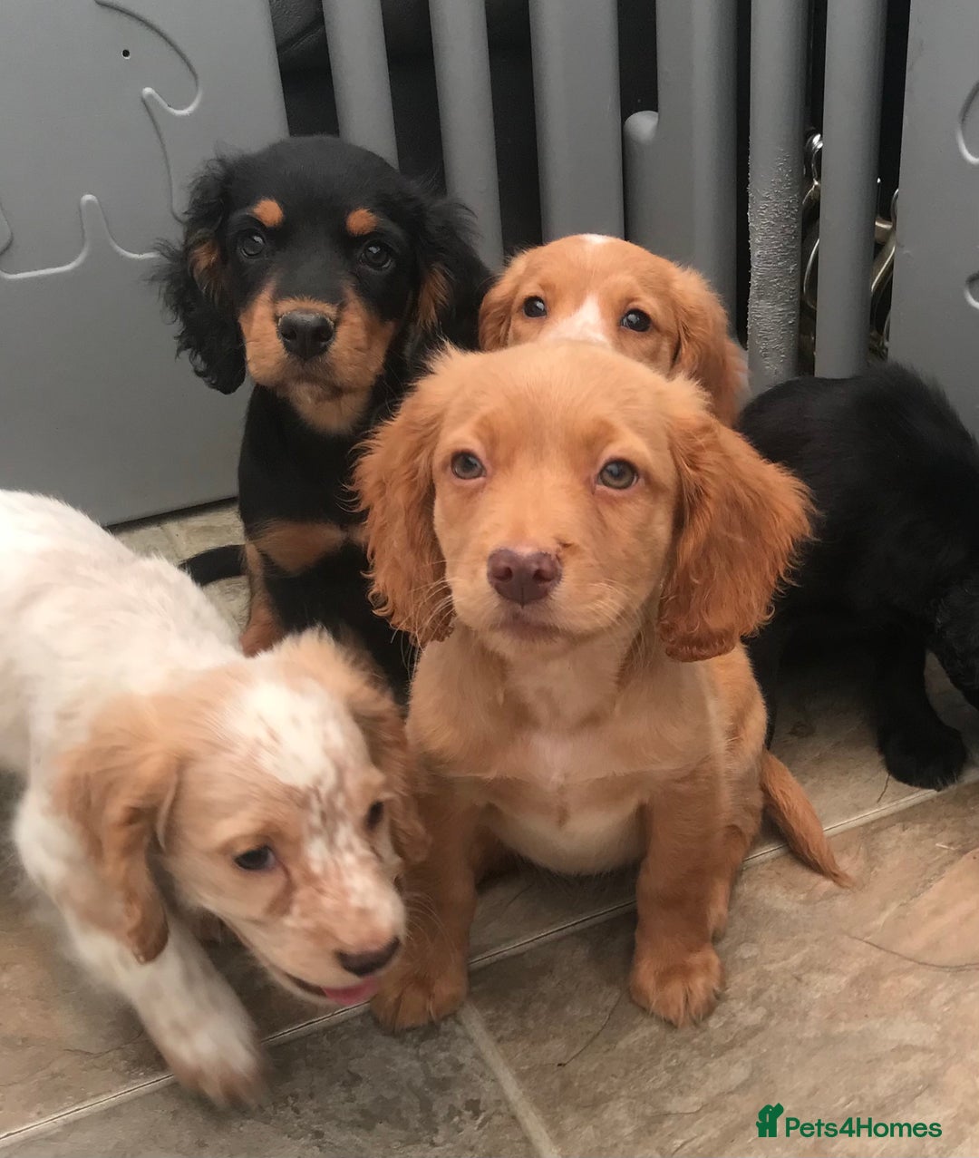 Sprocker dogs for sale: Sprocker pups  - Image 5