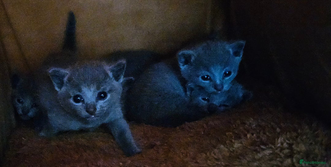 Russian Blue cats for sale: TICA Registered Kittens for Sale – £1200 - Image 9