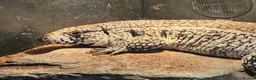 Lizard reptiles for sale: Blue Tegu 0.1 for sale - Advert 4