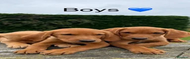 Labrador Retriever 3