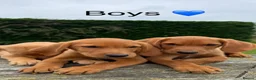 Labrador Retriever dogs for sale: Fox red & Yellow Labrador Puppies  - Advert 26