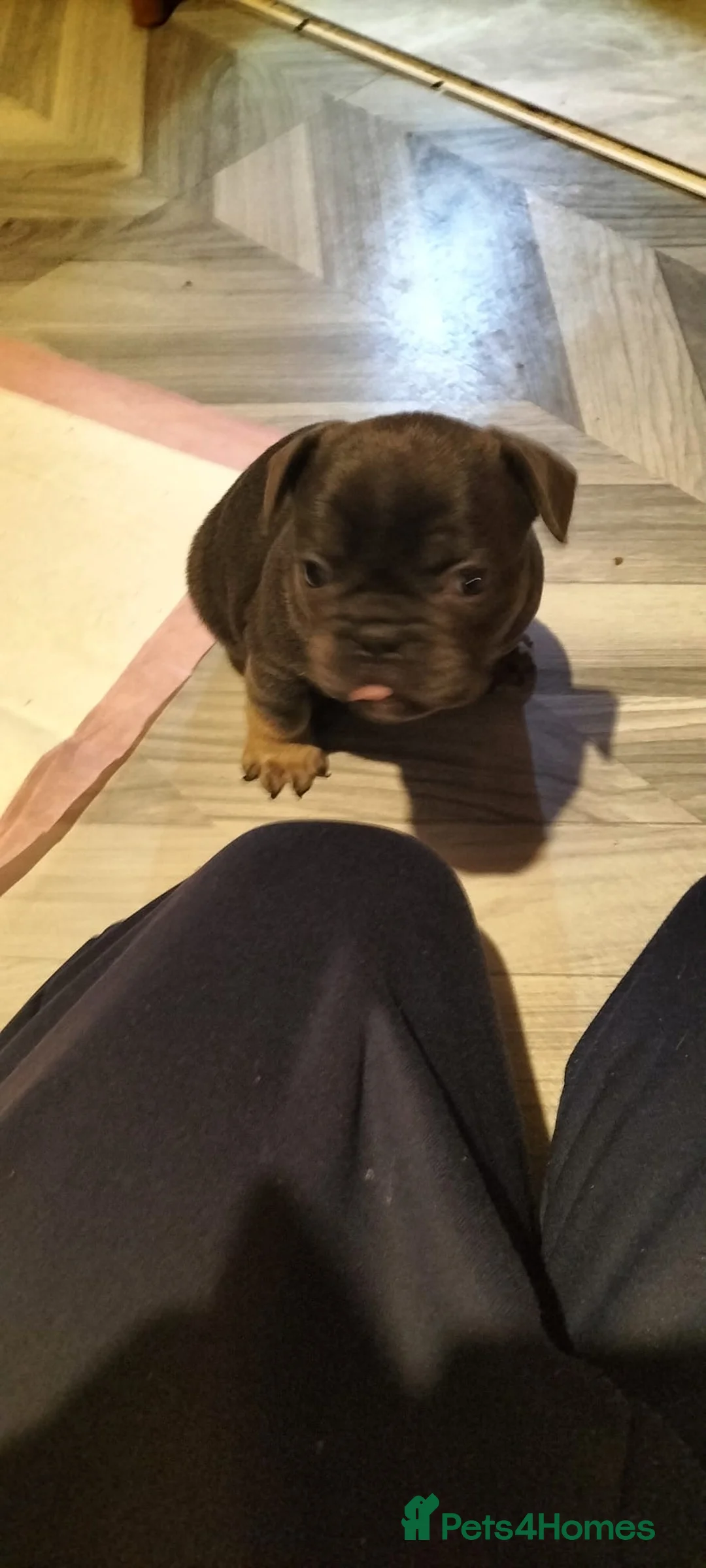 French Bulldog dogs for sale: French bulldog puppies  - Advert 11