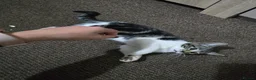 Mixed Breed cats for sale: Adorable Kittens Looking for Their Forever Homes in Derby - Advert 8