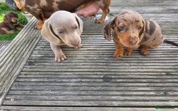 Miniature Dachshund dogs for sale: 3 left mini dachshund BOYS KC READY NOW   - Image 25