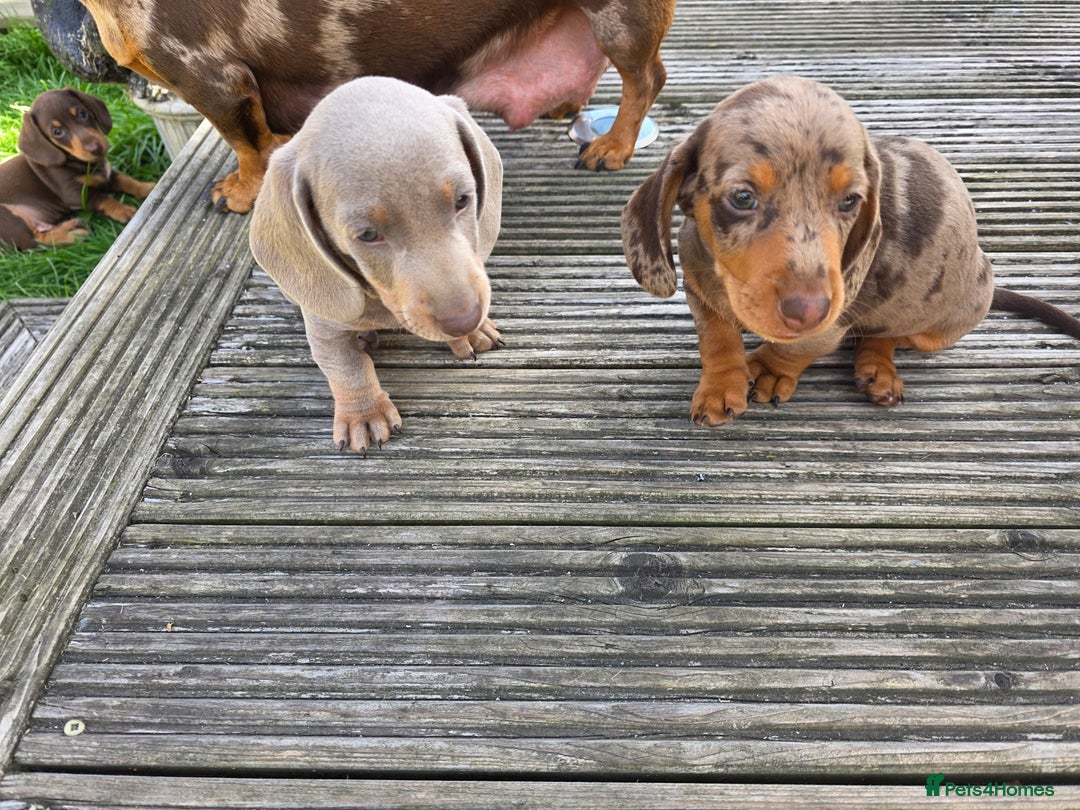 Miniature Dachshund dogs for sale: 3 left mini dachshund BOYS KC READY NOW   - Image 25