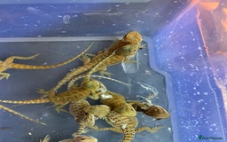 Bearded Dragon reptiles for sale: 7 Baby bearded dragons  - Advert 4