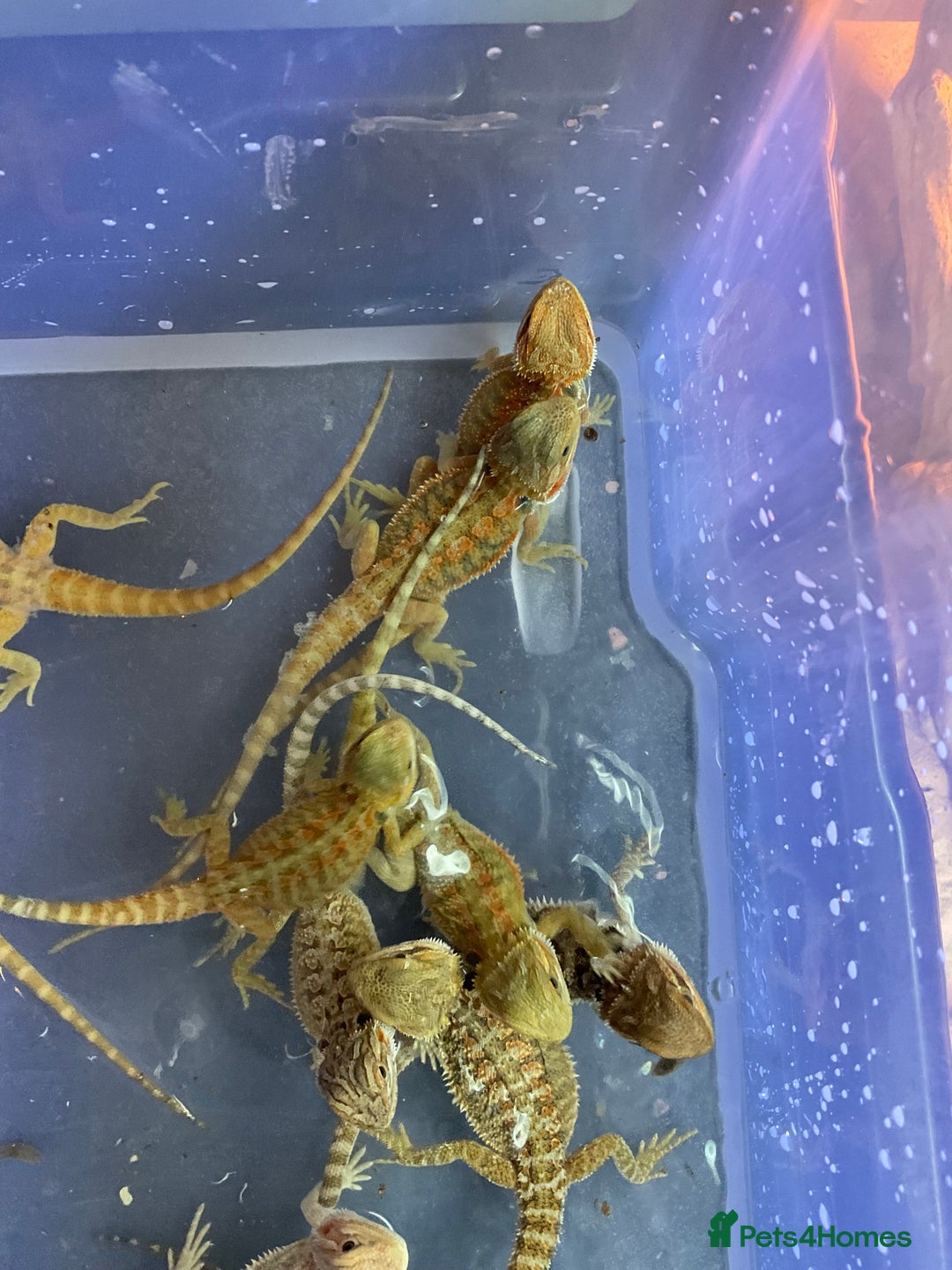 Bearded Dragon reptiles for sale: 7 Baby bearded dragons  - Advert 4