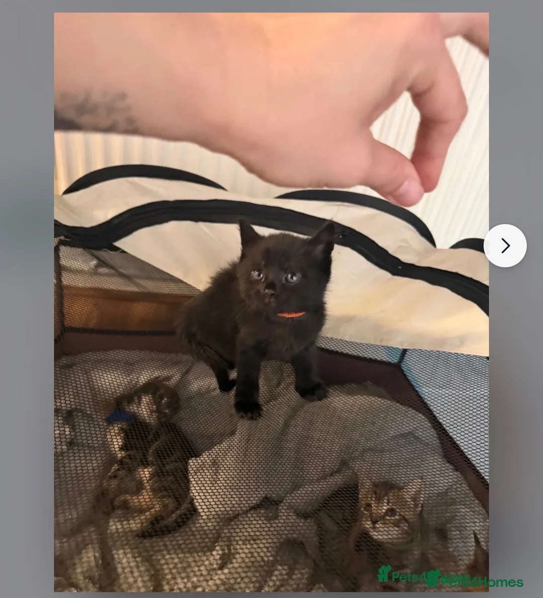 Mixed Breed cats for sale: Beautiful black 10week old kitten  - Advert 3