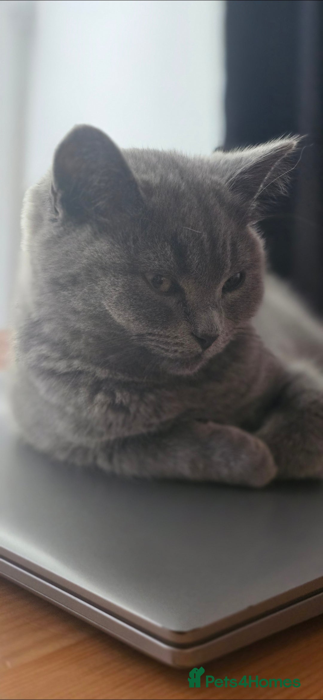 British Shorthair cats for sale: Grey British Shorthair - Image 3
