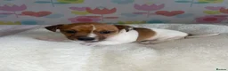 Jack Russell dogs for sale: Stunning short legged Jack Russell puppies - Advert 20