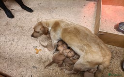 Labrador Retriever dogs for sale: Gorgeous red and golden Labrador puppies  - Image 12