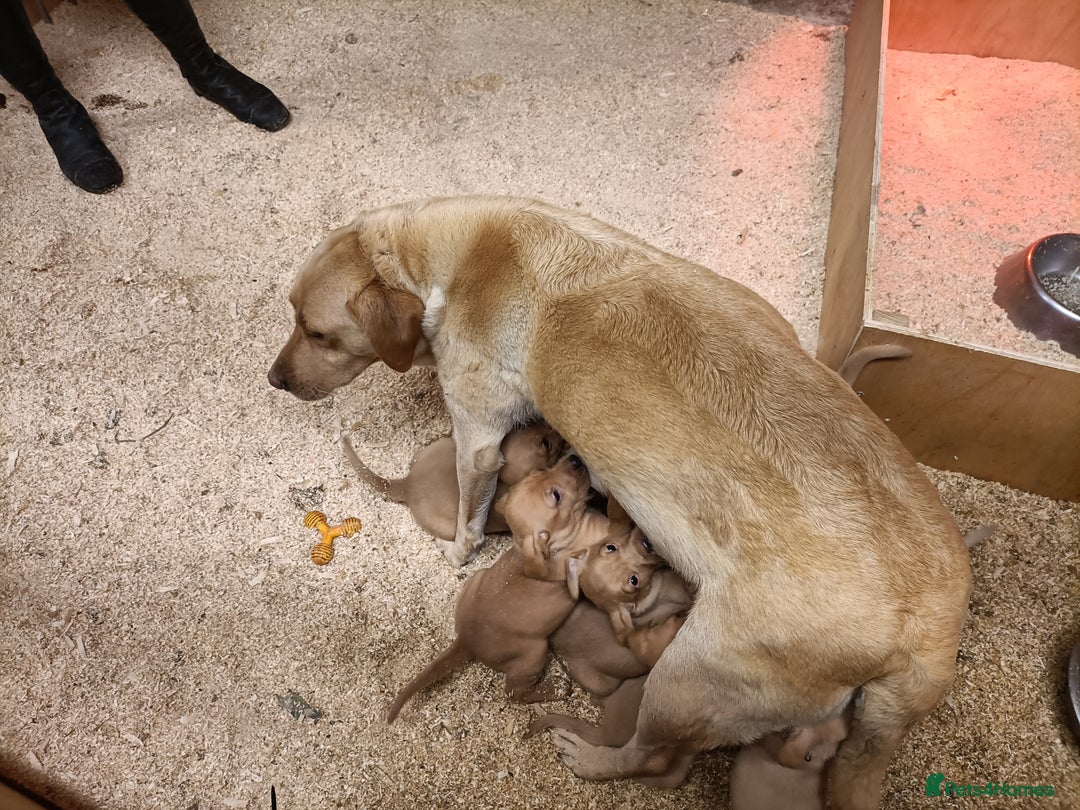 Labrador Retriever dogs for sale: Gorgeous red and golden Labrador puppies  - Image 12