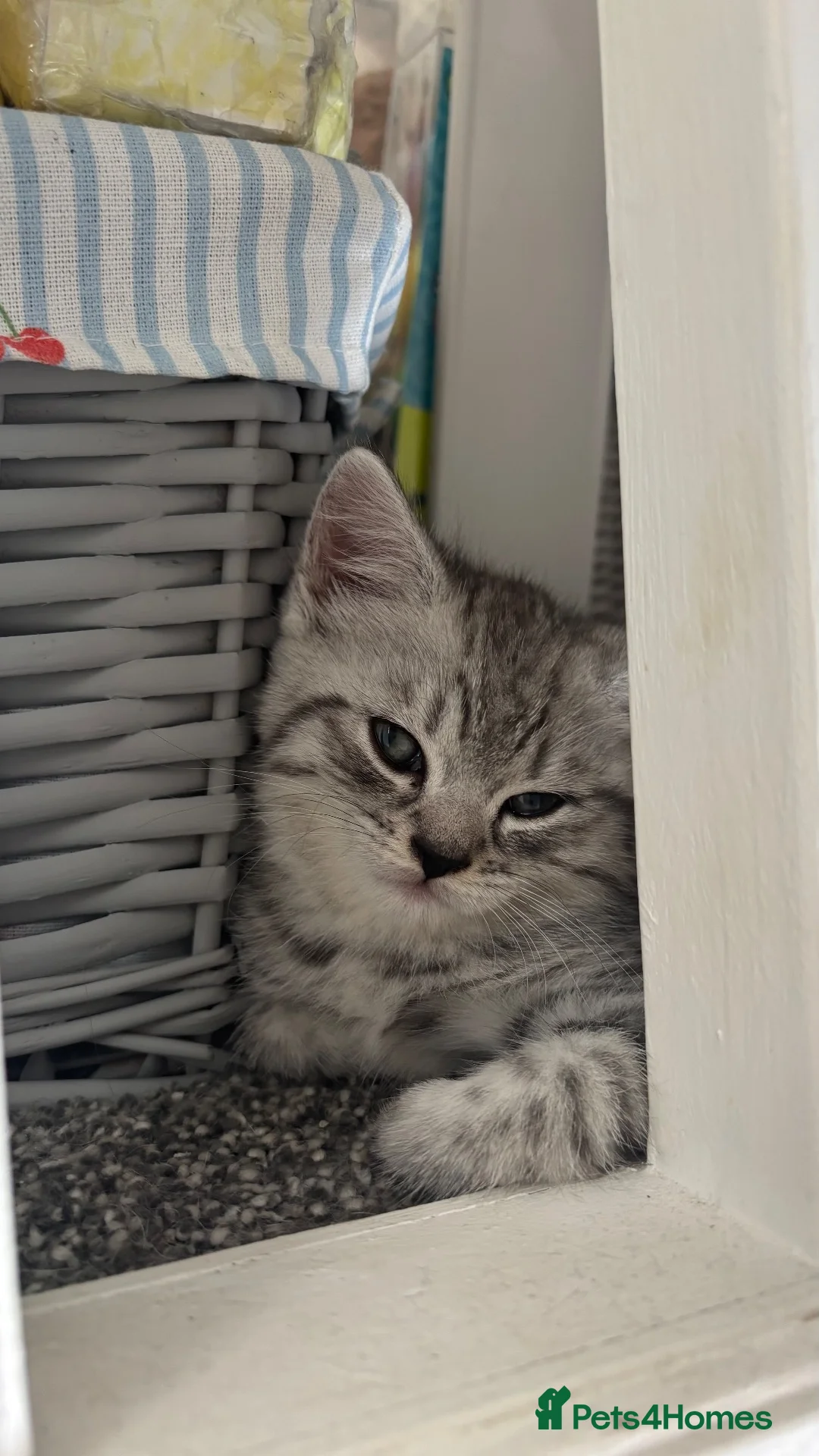 British Shorthair cats for sale: Silver tipped BSH - Advert 9