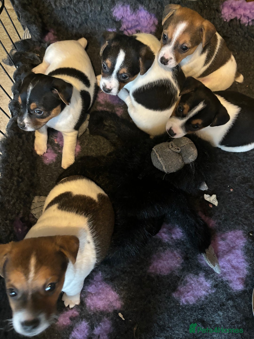 Jack Russell dogs for sale: Jack Russell puppies  - Advert 11