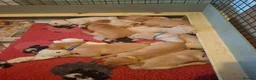 Goldador dogs for sale: Beautiful Goldador Puppies for Sale. READY TO GO! - Advert 4