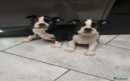 Boston Terrier dogs for stud: BOSTON TERRIER STUD in Lytham Saint Annes - Image 11