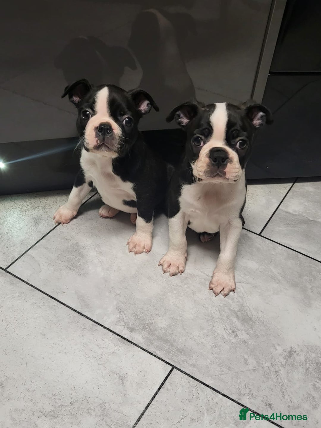 Boston Terrier dogs for stud: BOSTON TERRIER STUD in Lytham Saint Annes - Image 11