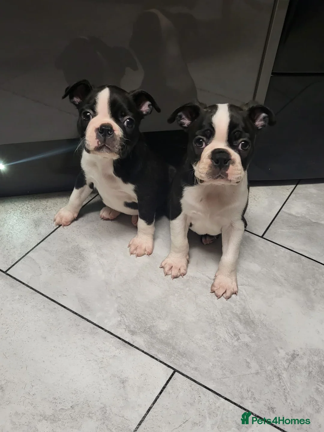 Boston Terrier dogs for stud: BOSTON TERRIER STUD in Lytham Saint Annes - Advert 11