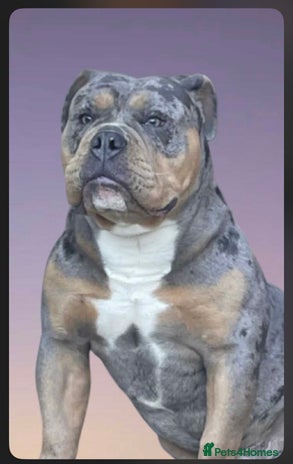 Olde English Bulldogge dogs Dobby blue merle - Advert 5