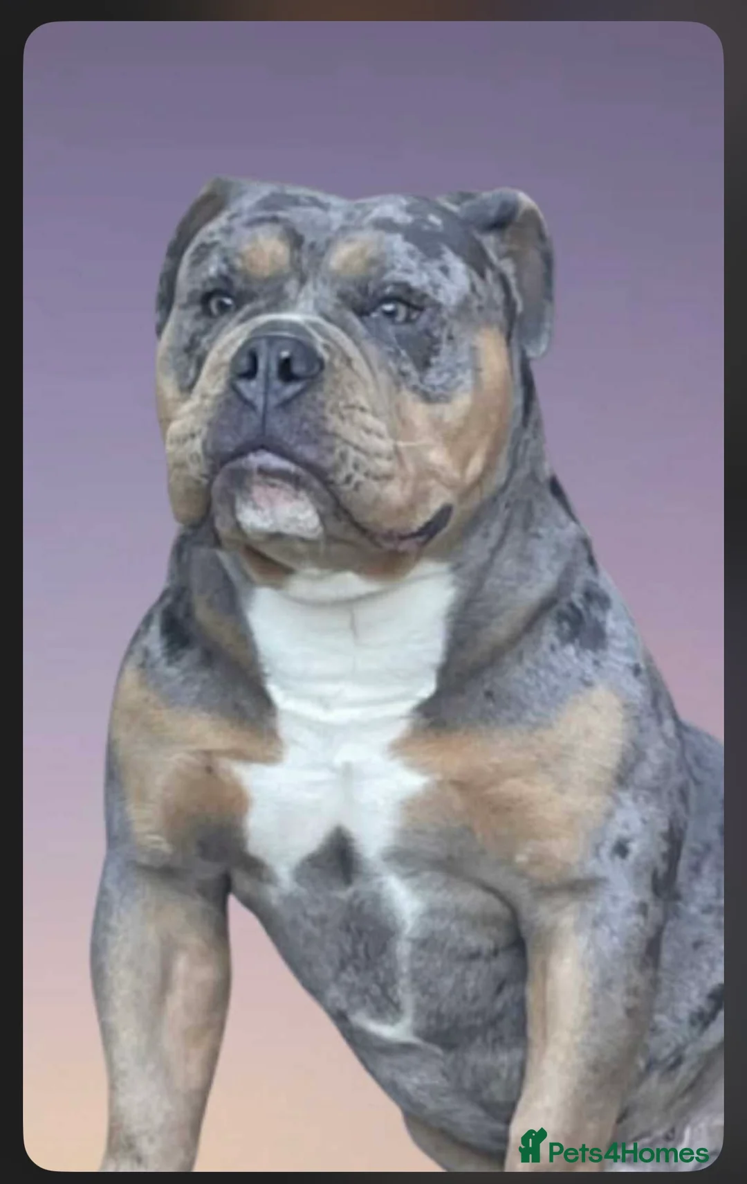Olde English Bulldogge dogs for stud: Dobby blue merle - Advert 1
