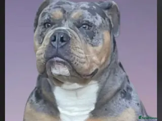 Olde English Bulldogge dogs Dobby blue merle - Advert 6