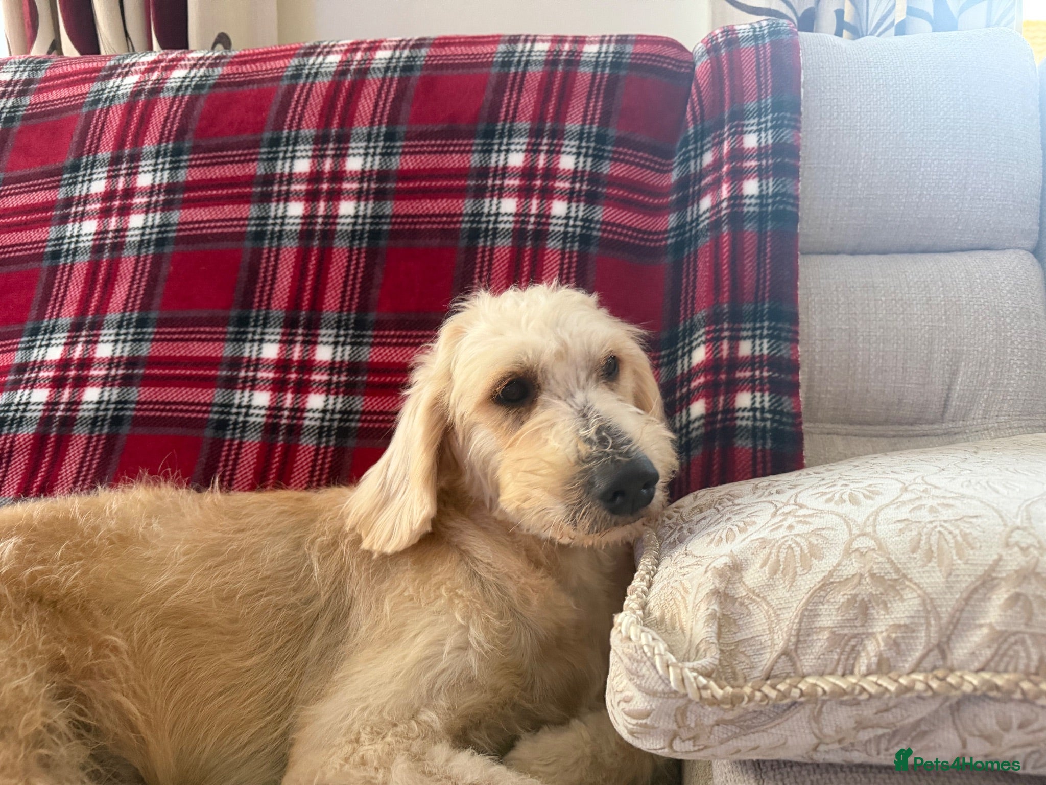 Goldendoodle dogs GOLDENDOODLE F1 - Advert 1