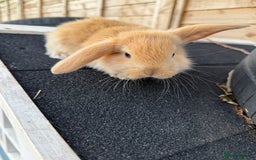 French Lop rabbits for sale: Giant French Lop Buck Kid  - Image 3