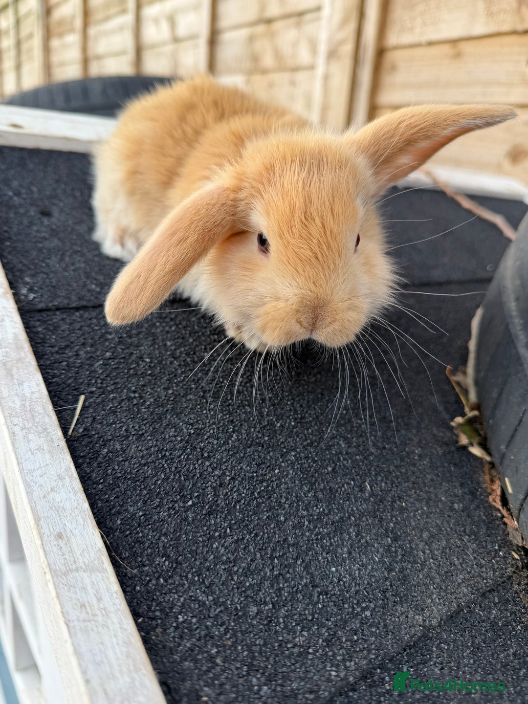 French Lop rabbits for sale: Giant French Lop Buck Kid  - Image 3