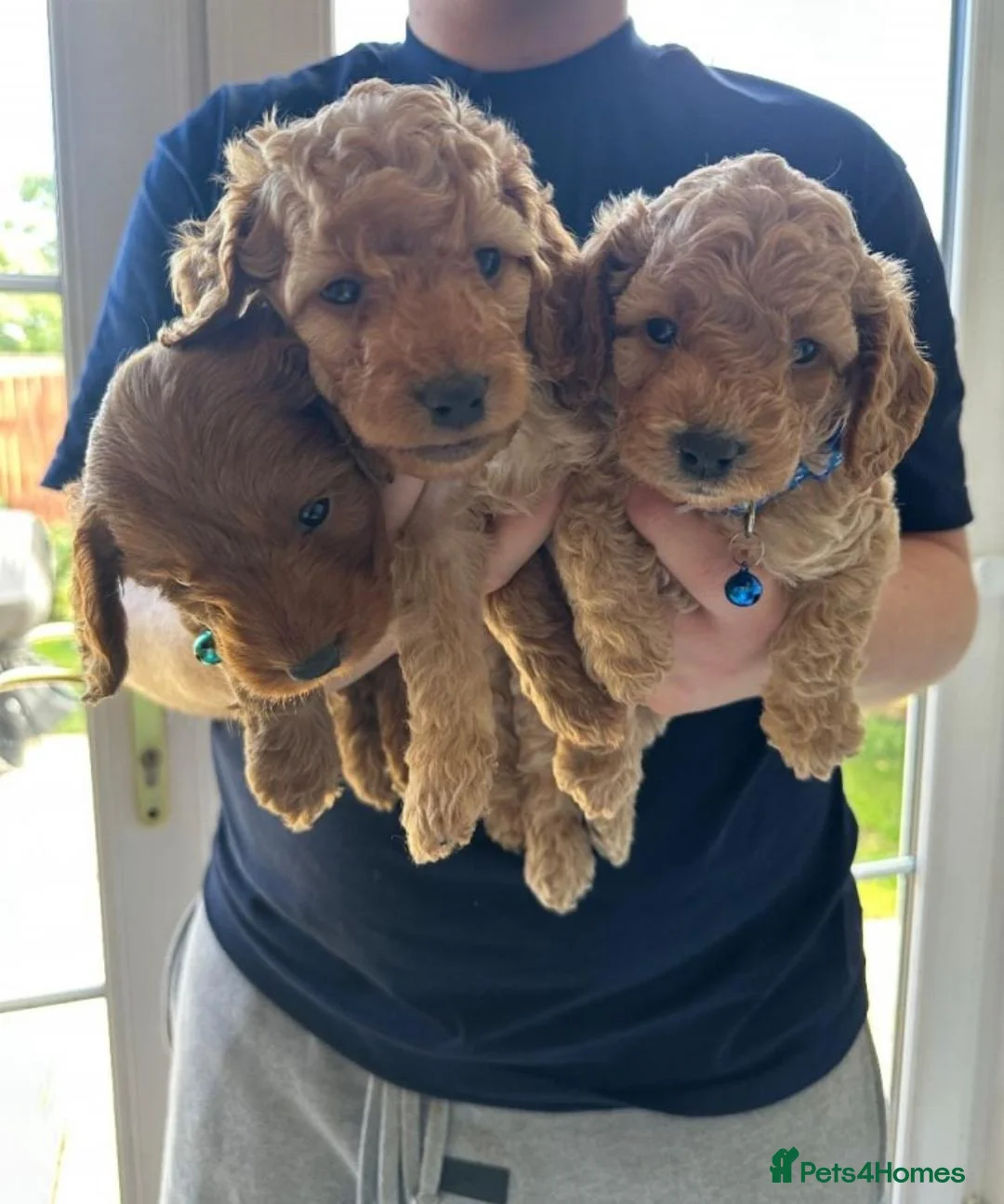 Cockapoo dogs for sale: Beautiful Family-Raised Cockapoo Puppies in London - Advert 5