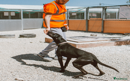 Labrador Retriever dogs for adoption: Joey - waiting over 3 years for a home - Image 3