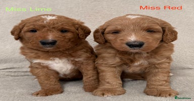 Australian Labradoodle dogs - Advert 9