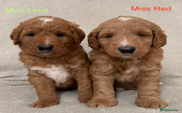 Australian Labradoodle dogs - Advert 1