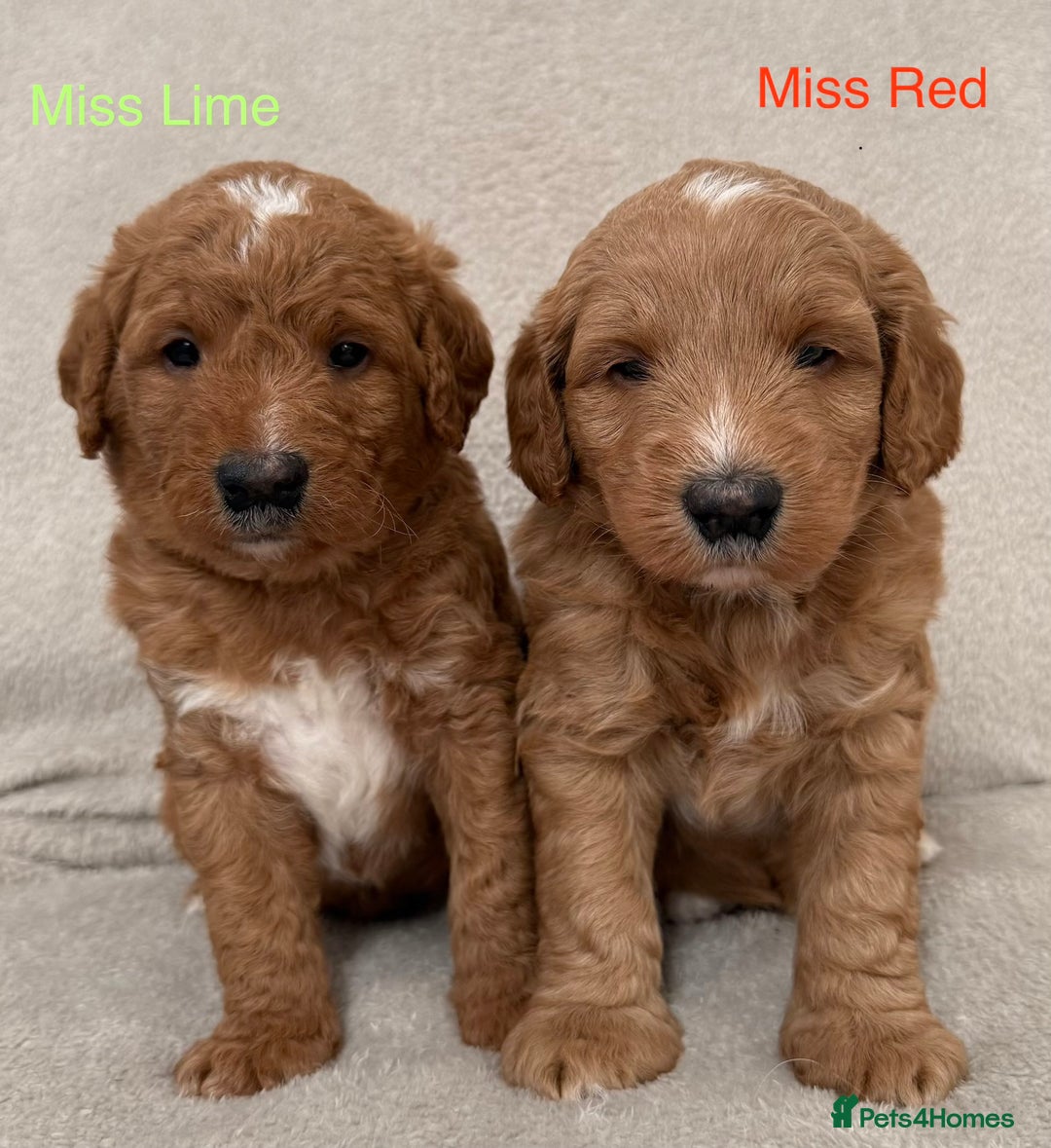 Australian Labradoodle dogs for sale: Australian Labradoodle Pups  - Advert 4