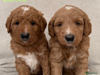Australian Labradoodle dogs - Advert 1