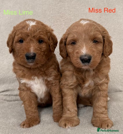 Australian Labradoodle dogs - Advert 1