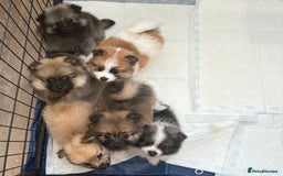 Pomeranian dogs for sale: Pomeranian puppies - Image 8